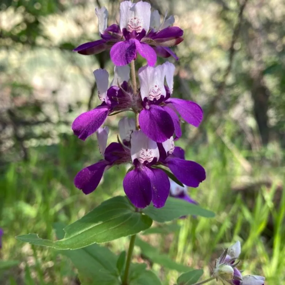 Collinsia, kaksivärinen