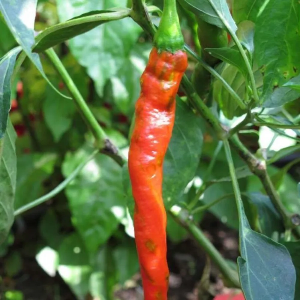 Paprika 'Sigaretta Biondo Lombardo'
