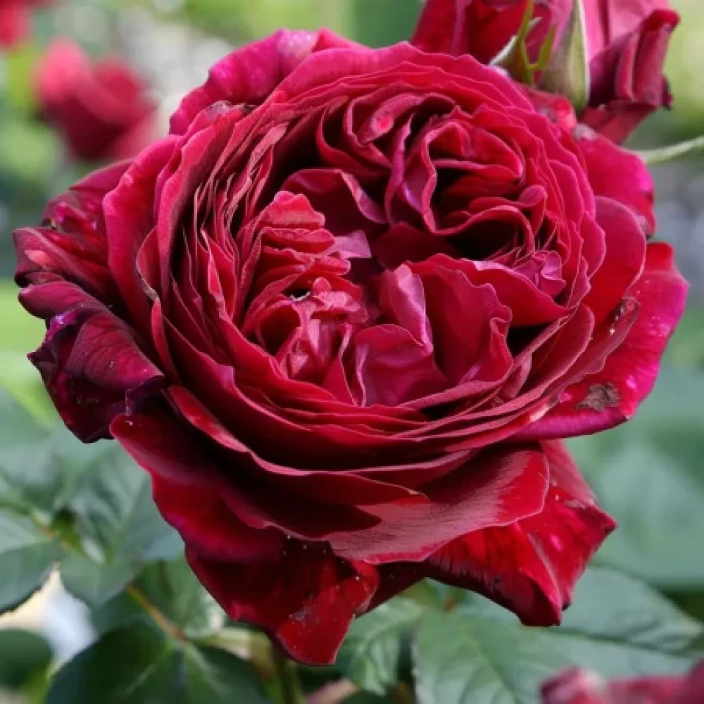Ruusu 'Ruby Rose' – paljasjuurinen