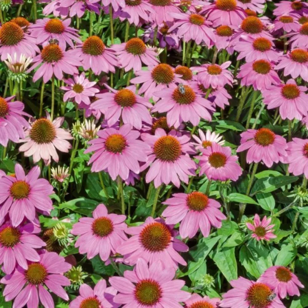 Kaunopunahattu Echinacea purpurea, vaaleanpunainen
