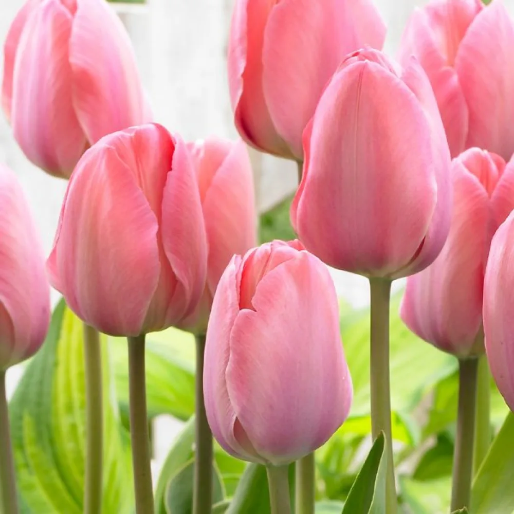 Tulppaani 'Mystic Van Eijk'