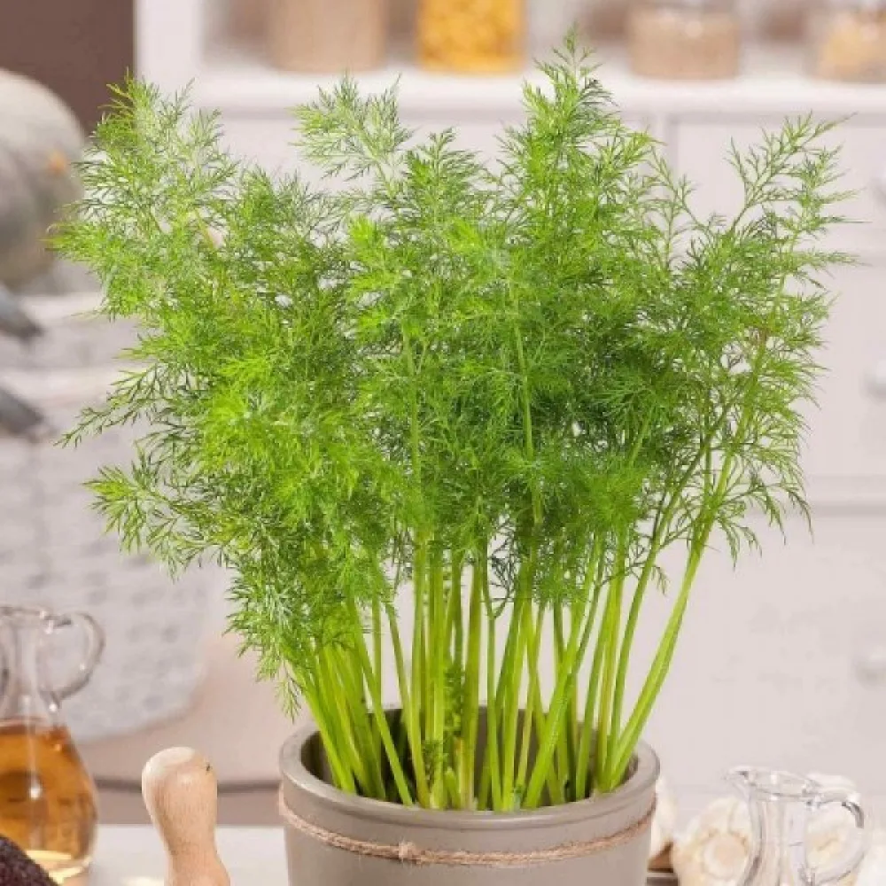 Tilli 'Herkules'