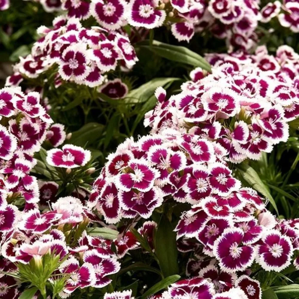 Harjaneilikka 'Holborn Glory' – valkoinen