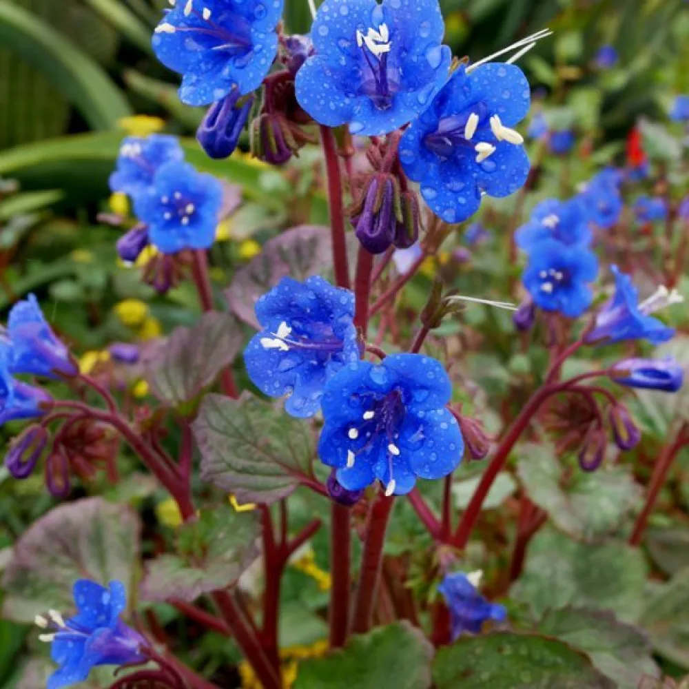 Hunajakukka Phacelia campanularia – sininen