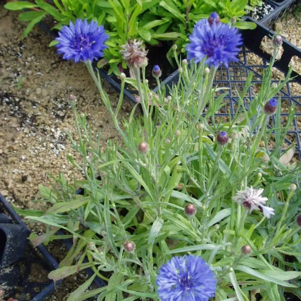 Ruiskaunokki 'Jubilee Gem', sininen