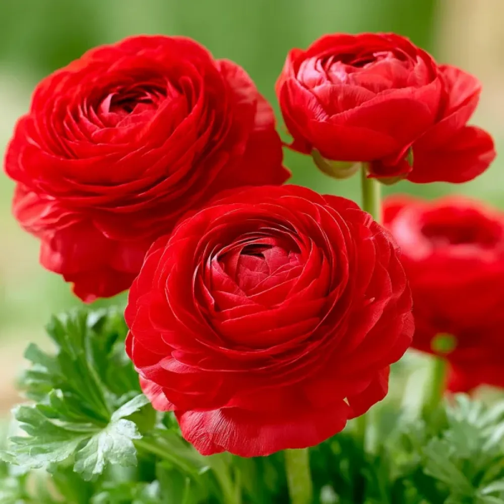 Aasianleinikki 'Red Tomer'