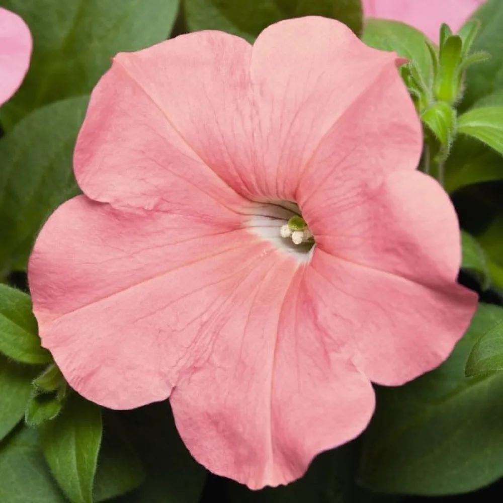 Tarhapetunia 'Salmon'