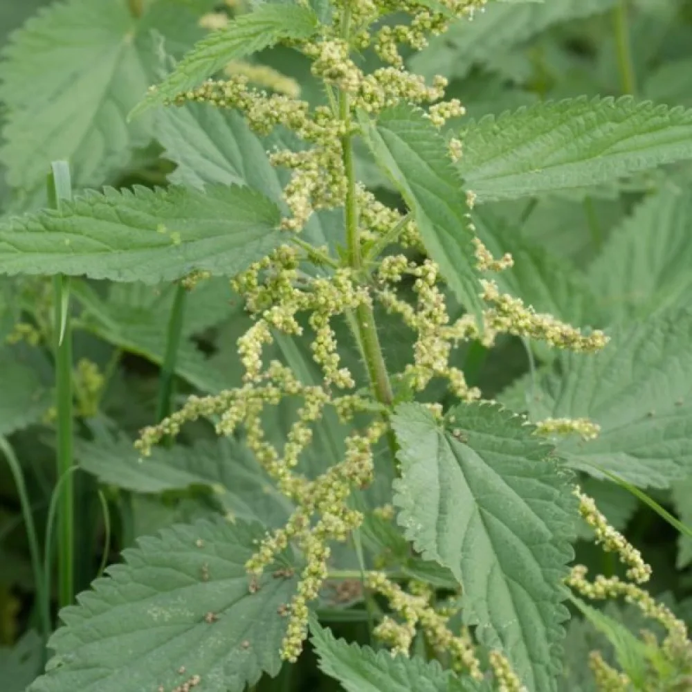Nokkonen Urtica dioica