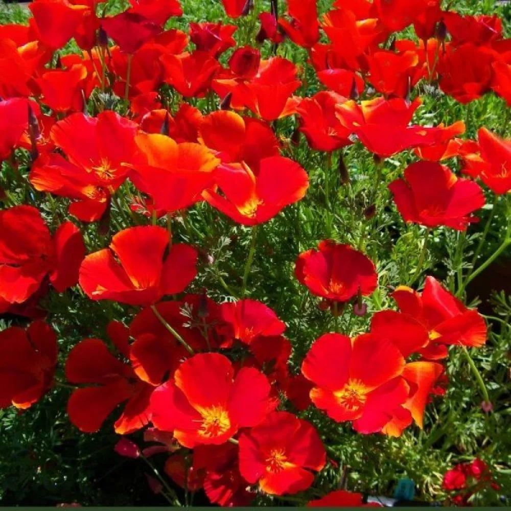 Kaliforniantunikko 'Red Chief', punainen