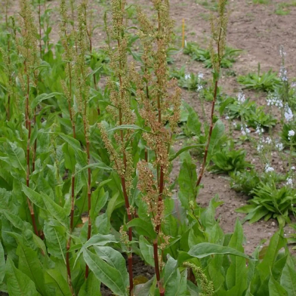 Pinaattihierakka