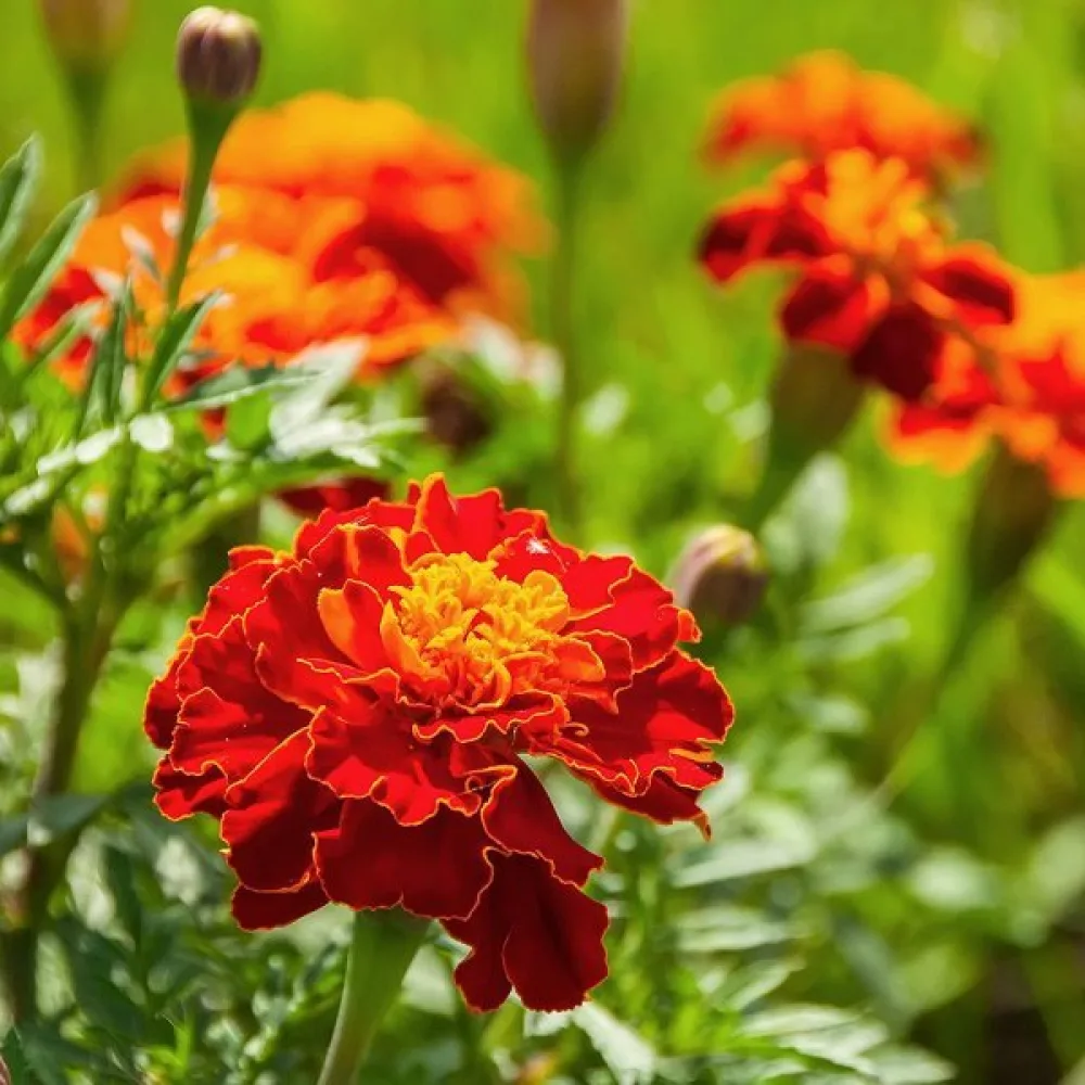 Ruusukesamettikukka 'Red Brocade'