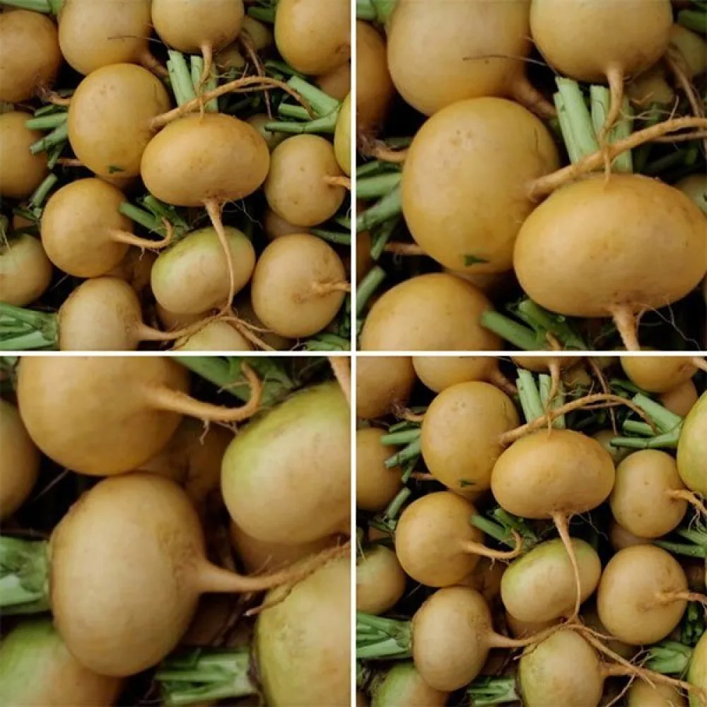 Nauris 'Petrowski'