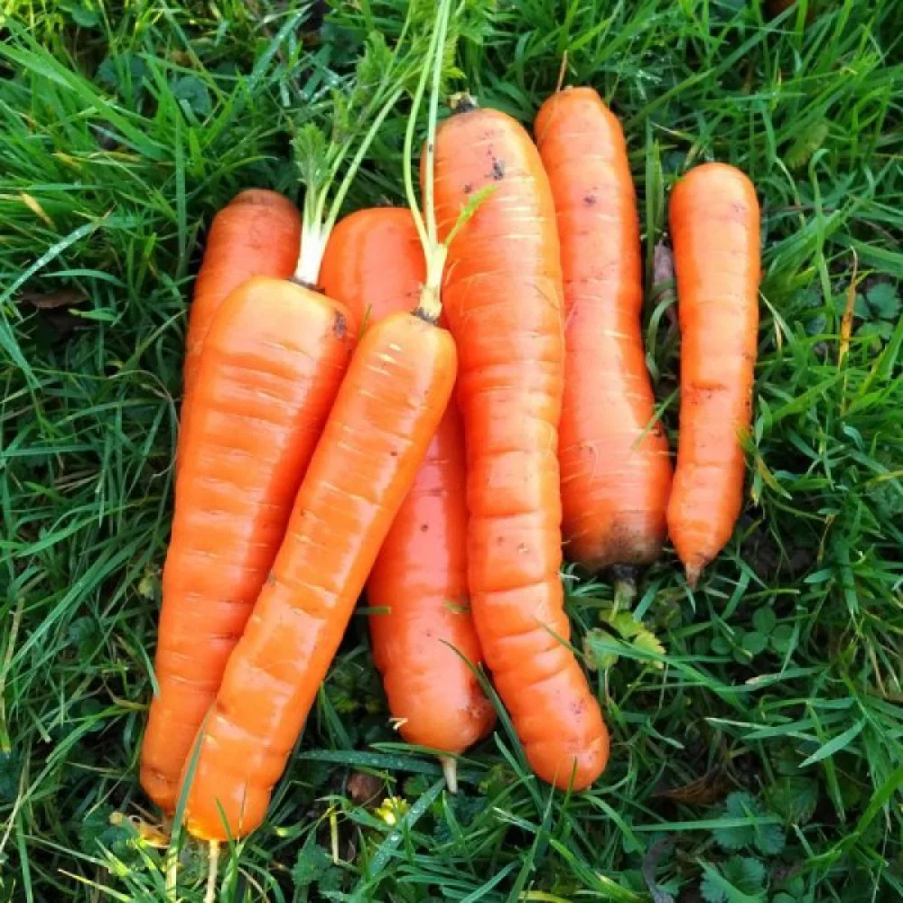 Porkkana 'De Meaux'