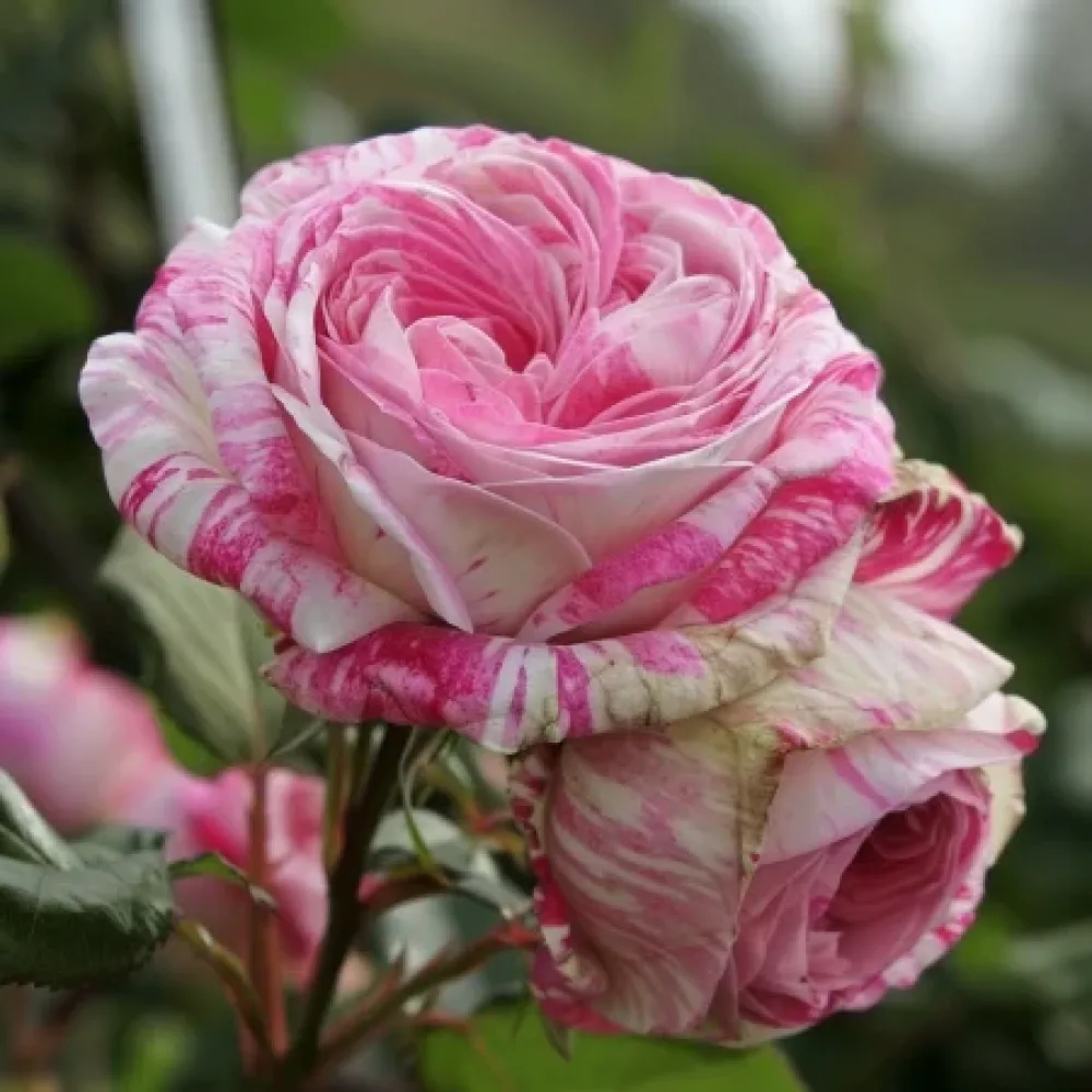 Ruusu 'Floral Whirl' – paljasjuurinen