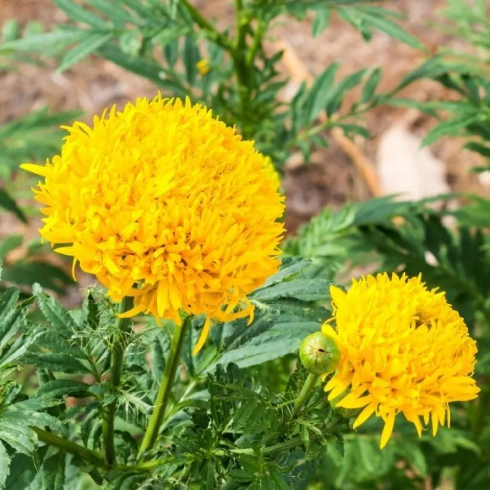 Kookossamettikukka 'Fantastic Sulphur Yellow'