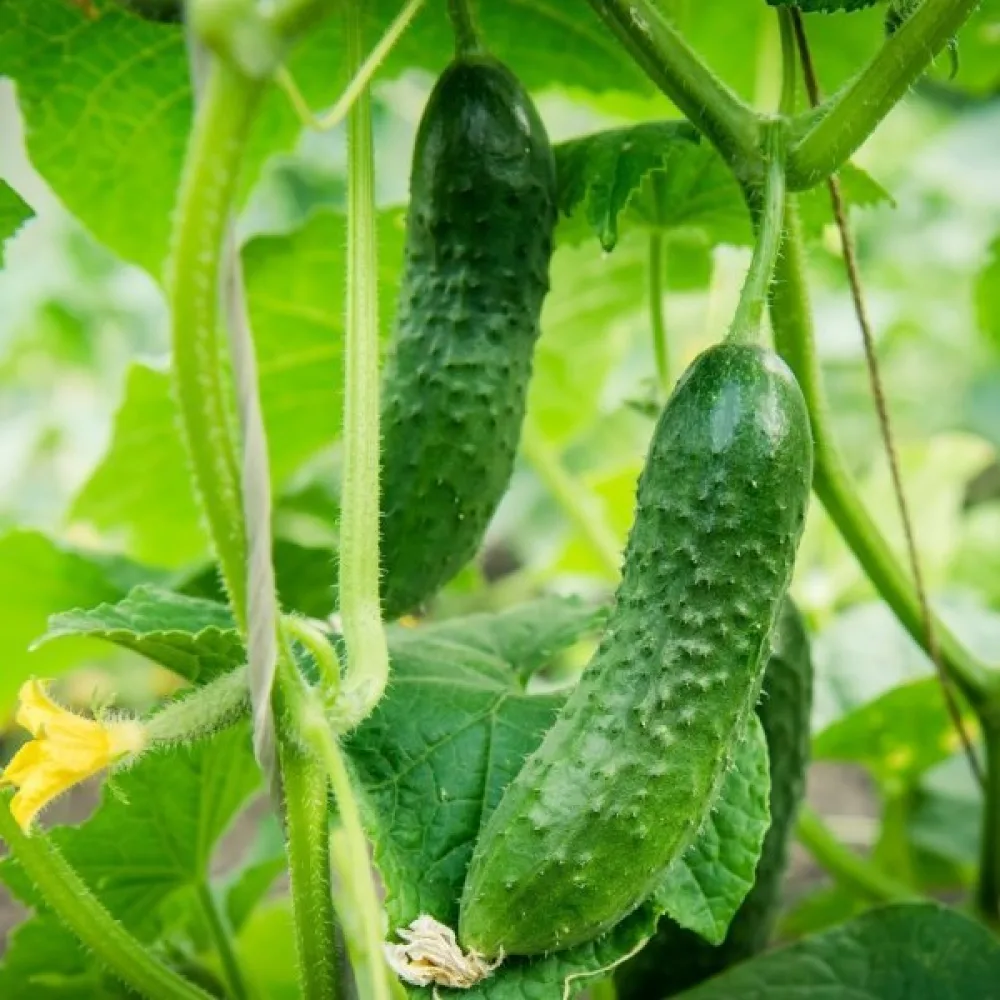 Avomaankurkku 'Polan' F1