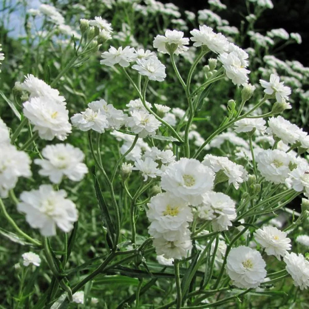 Morsiusharso 'Snowflake', valkoinen