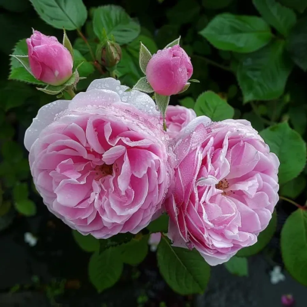 Ruusu 'Hidden Grace' – paljasjuurinen