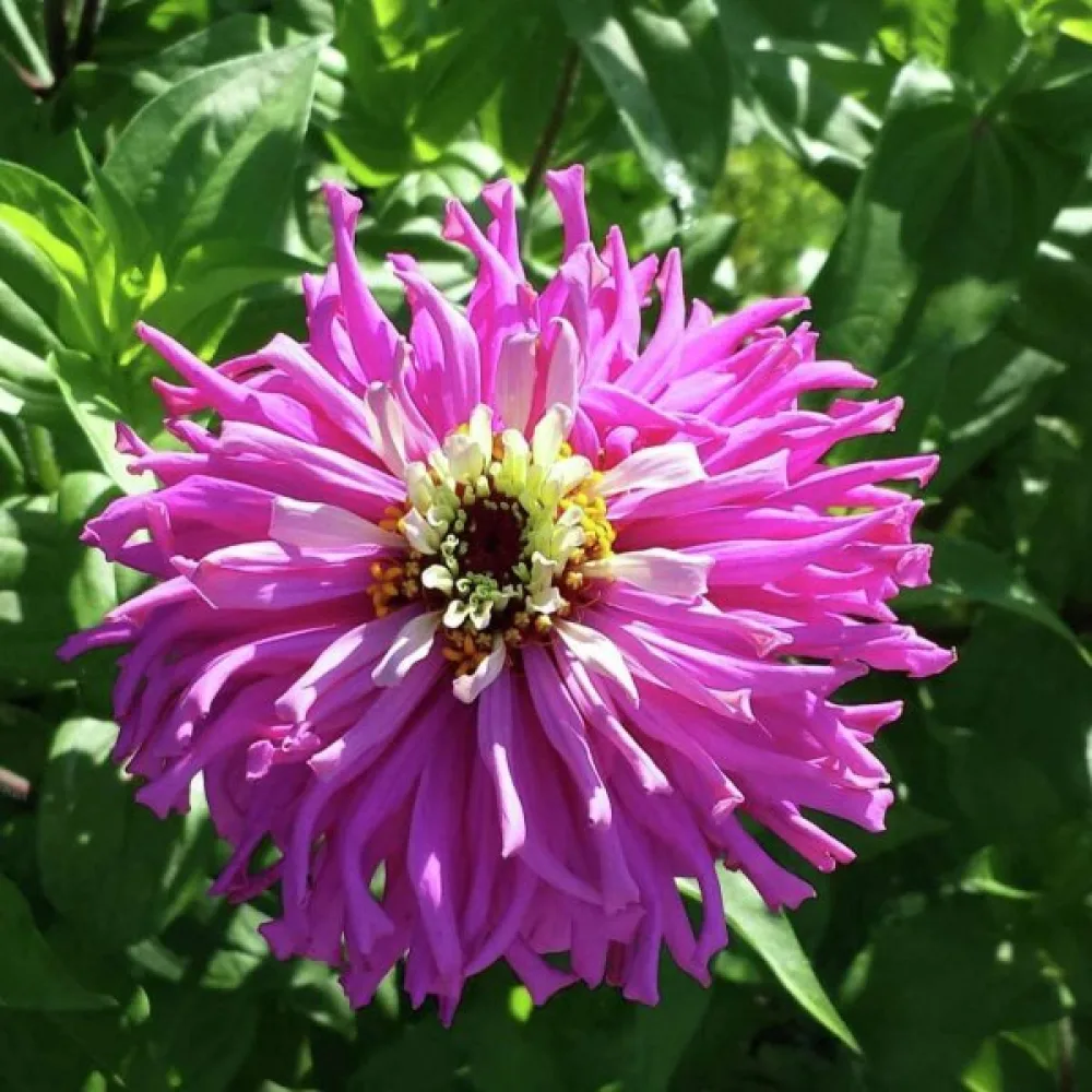 Tsinnia 'Lilac Empress'