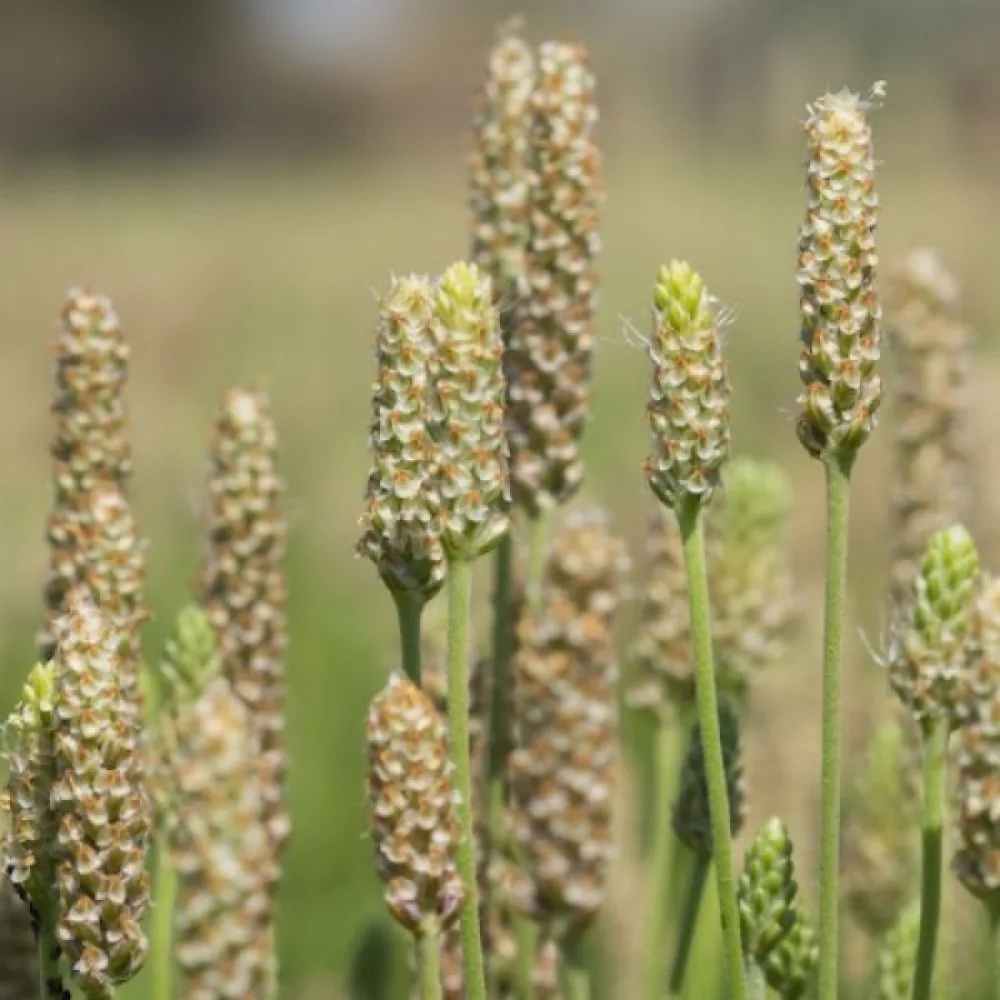 Psyllium-ratamo
