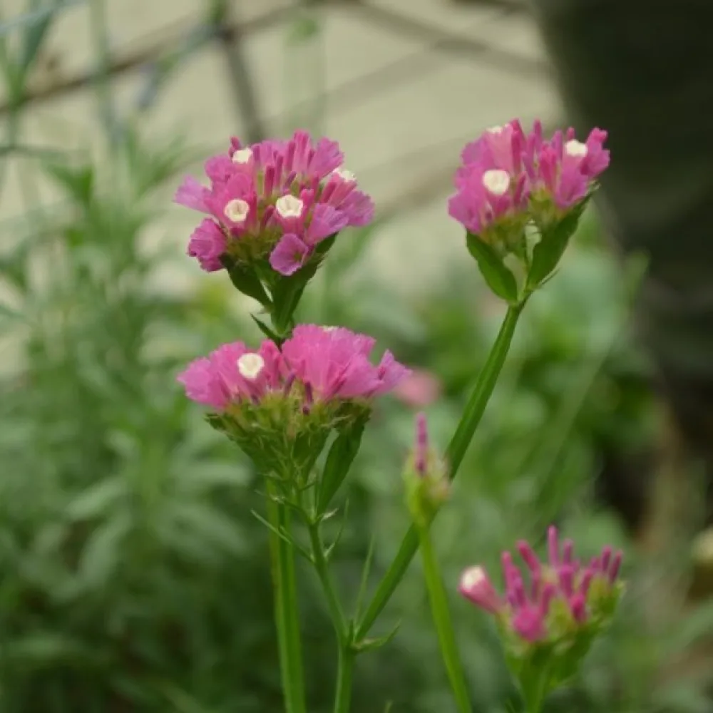 Limonium sinuatum – karmiininroosa