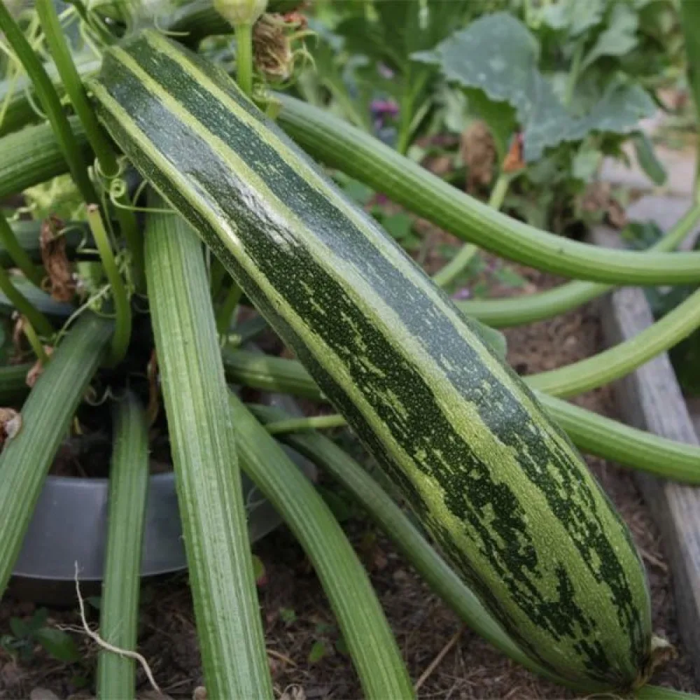 Kesäkurpitsa 'Striato d'Italia'
