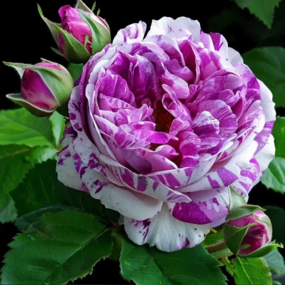 Ruusu 'Fragrant Avalanche'