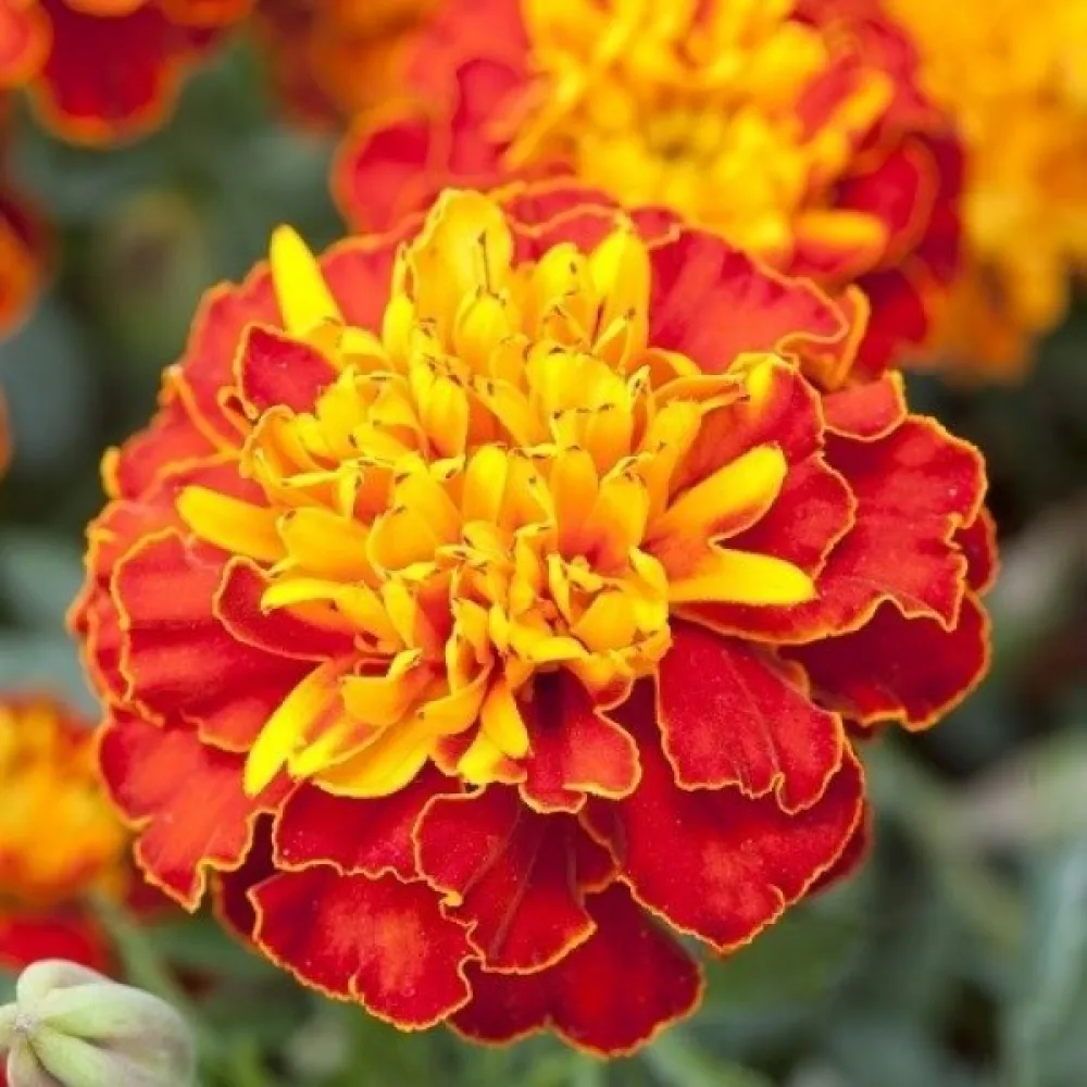 Ruusukesamettikukka 'Petite Harmony'