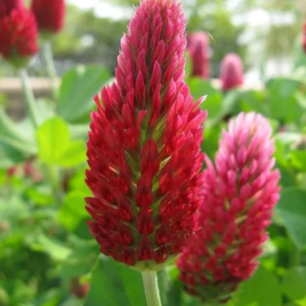 Veriapila