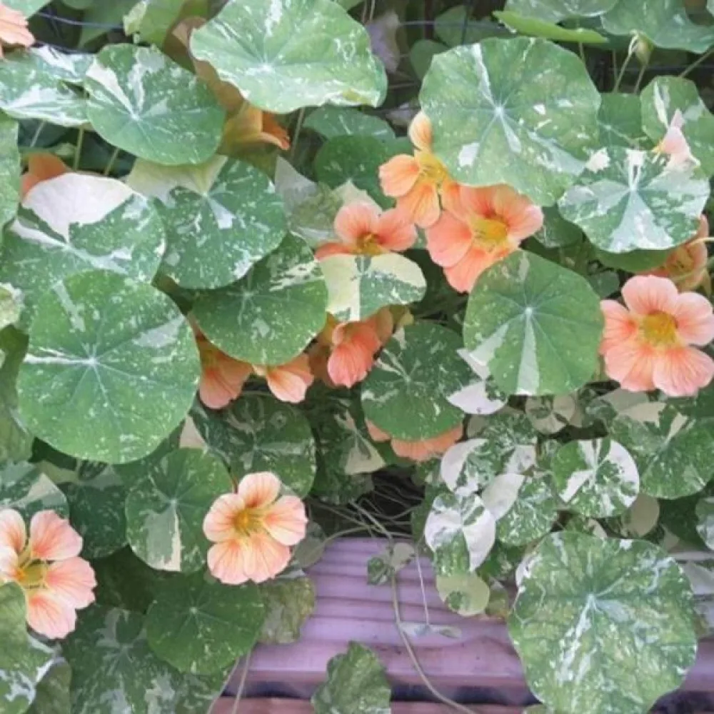 Köynnöskrassi 'Alaska Salmon Orange'