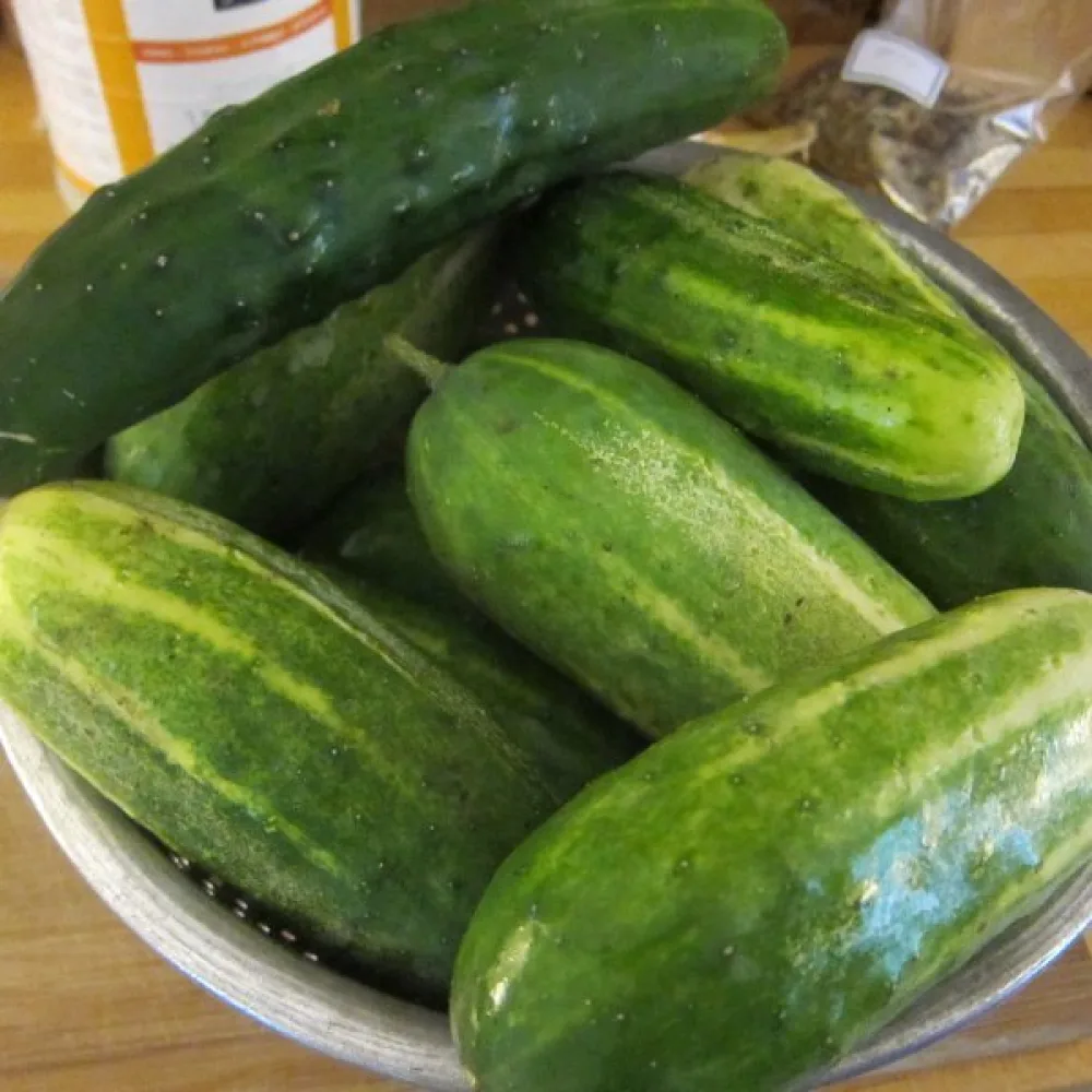 Avomaankurkku 'Dar'