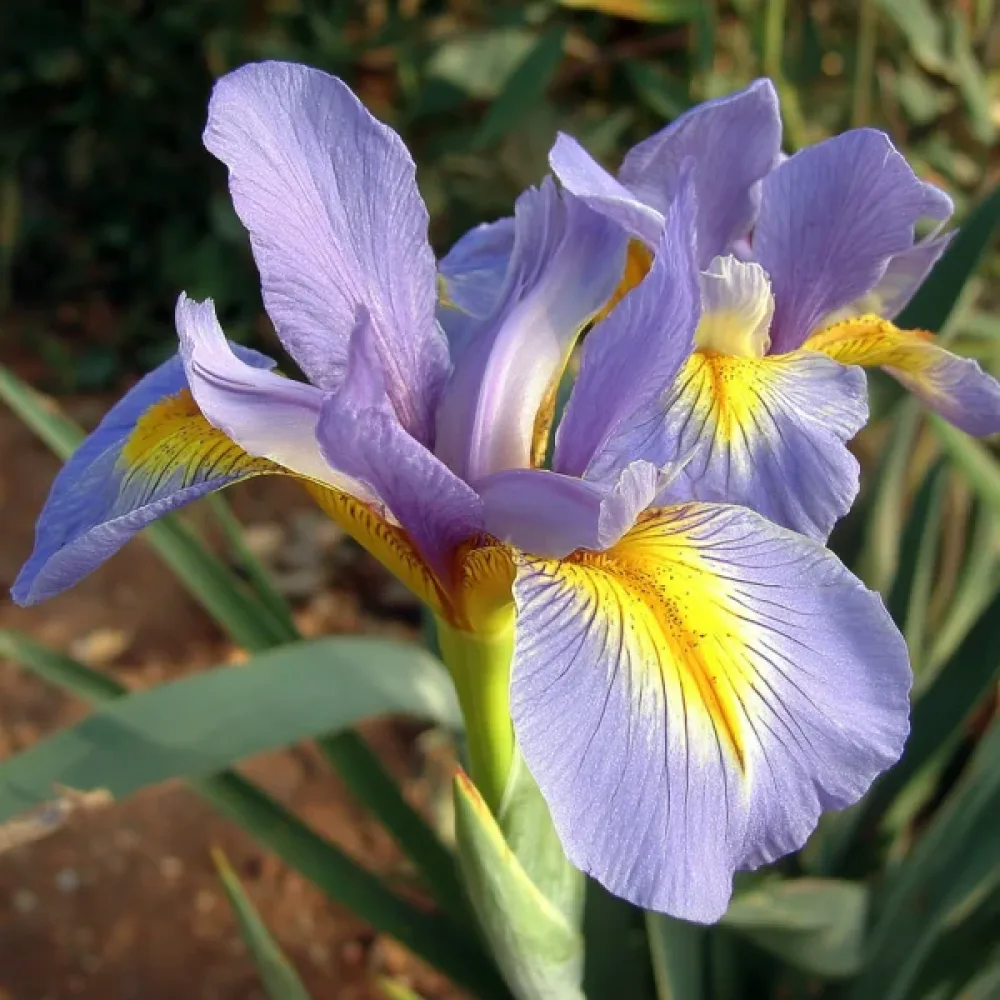Iiris 'King Mauve'