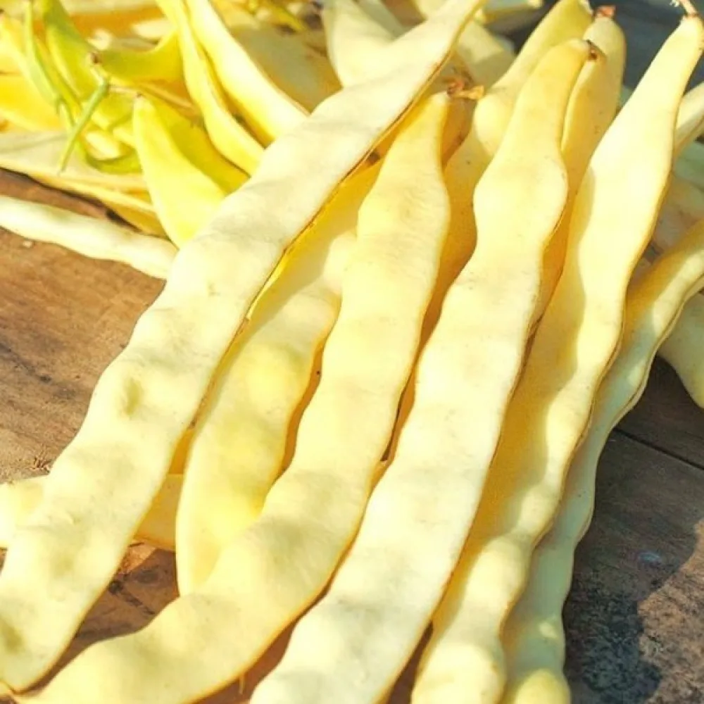 Salkopapu 'Goldmarie'