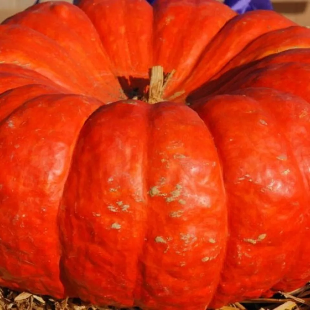 Kurpitsa 'Rouge Vif d'Étampes'