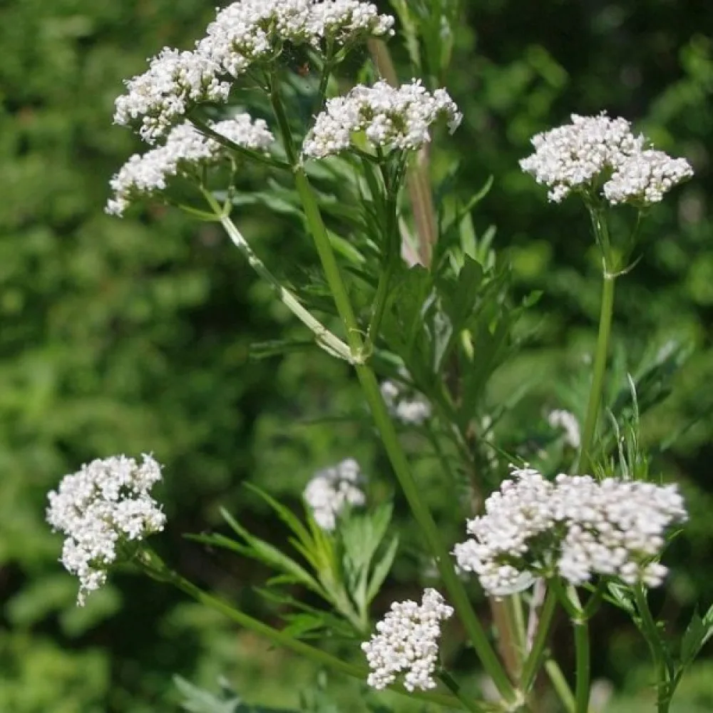 Rohtovirmajuuri 'Lubelski'
