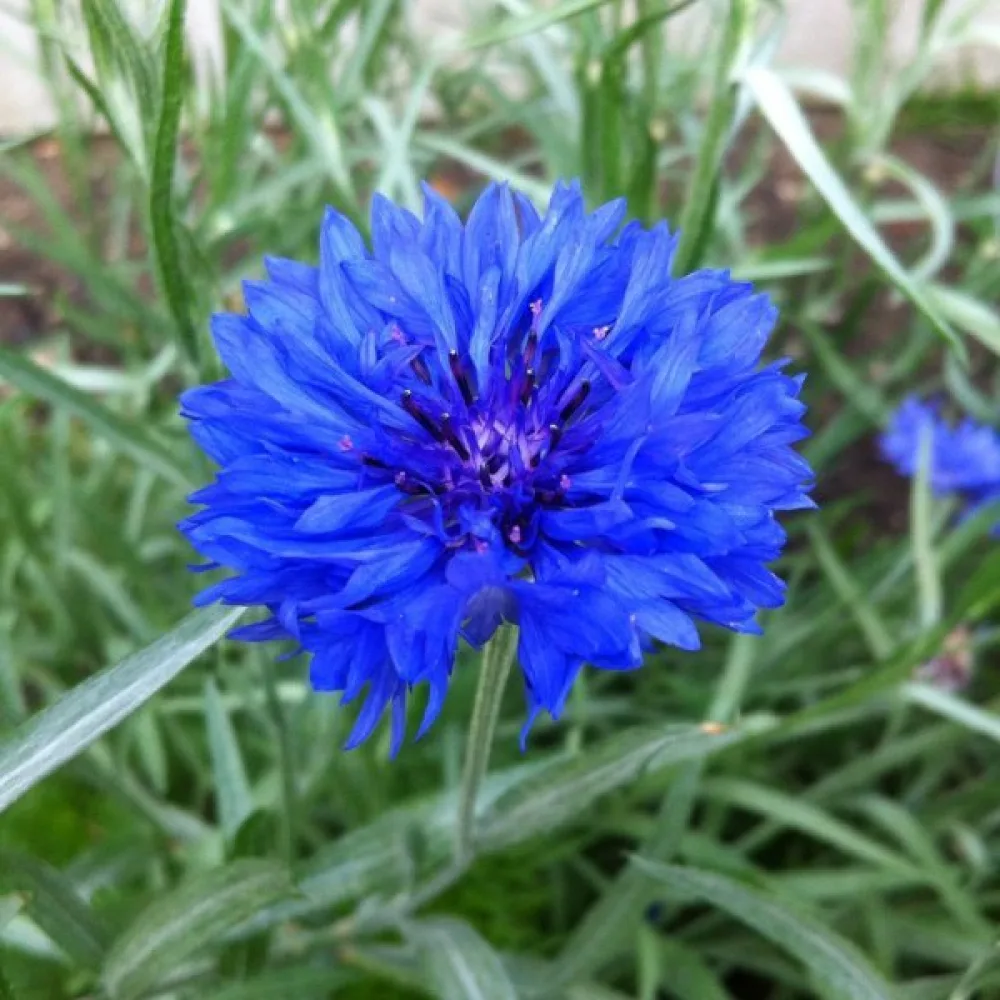 Ruiskaunokki 'Blue Ball', sininen