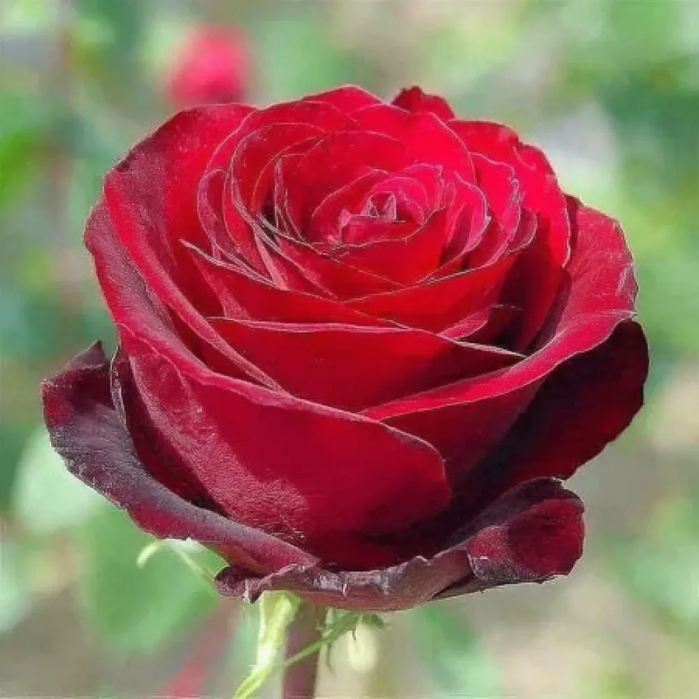 Ruusu 'Ruby Eternity Rose' – paljasjuurinen