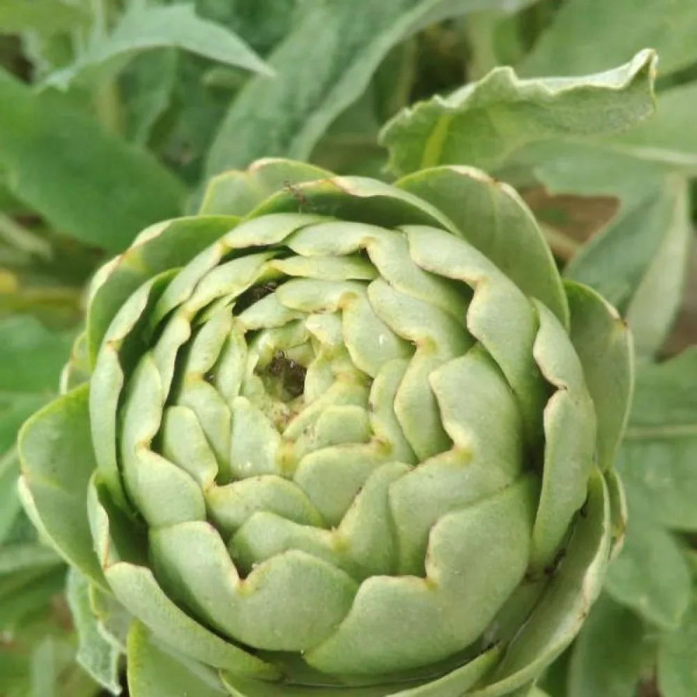 Artisokka 'Gros Vert de Laon'