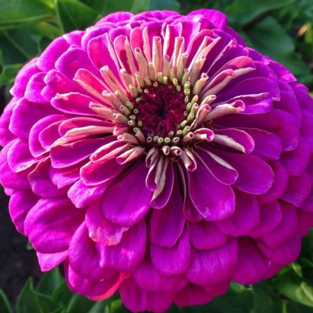 Tsinnia 'Violet Queen'