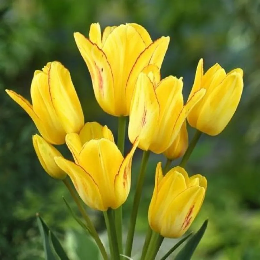 Tulppaani 'Sunshine club'