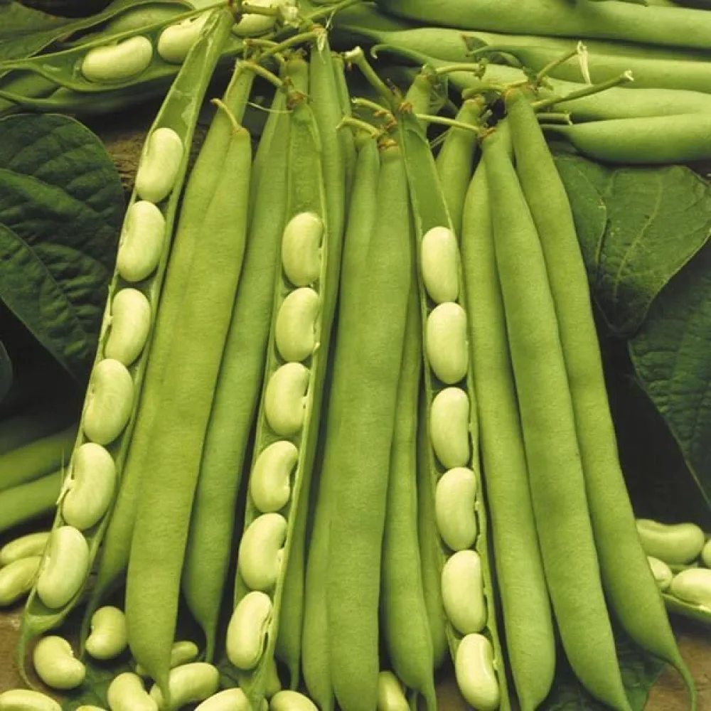 Tarhapapu 'Paulista'