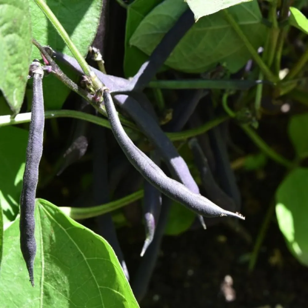 Tarhapapu 'Purple Queen'