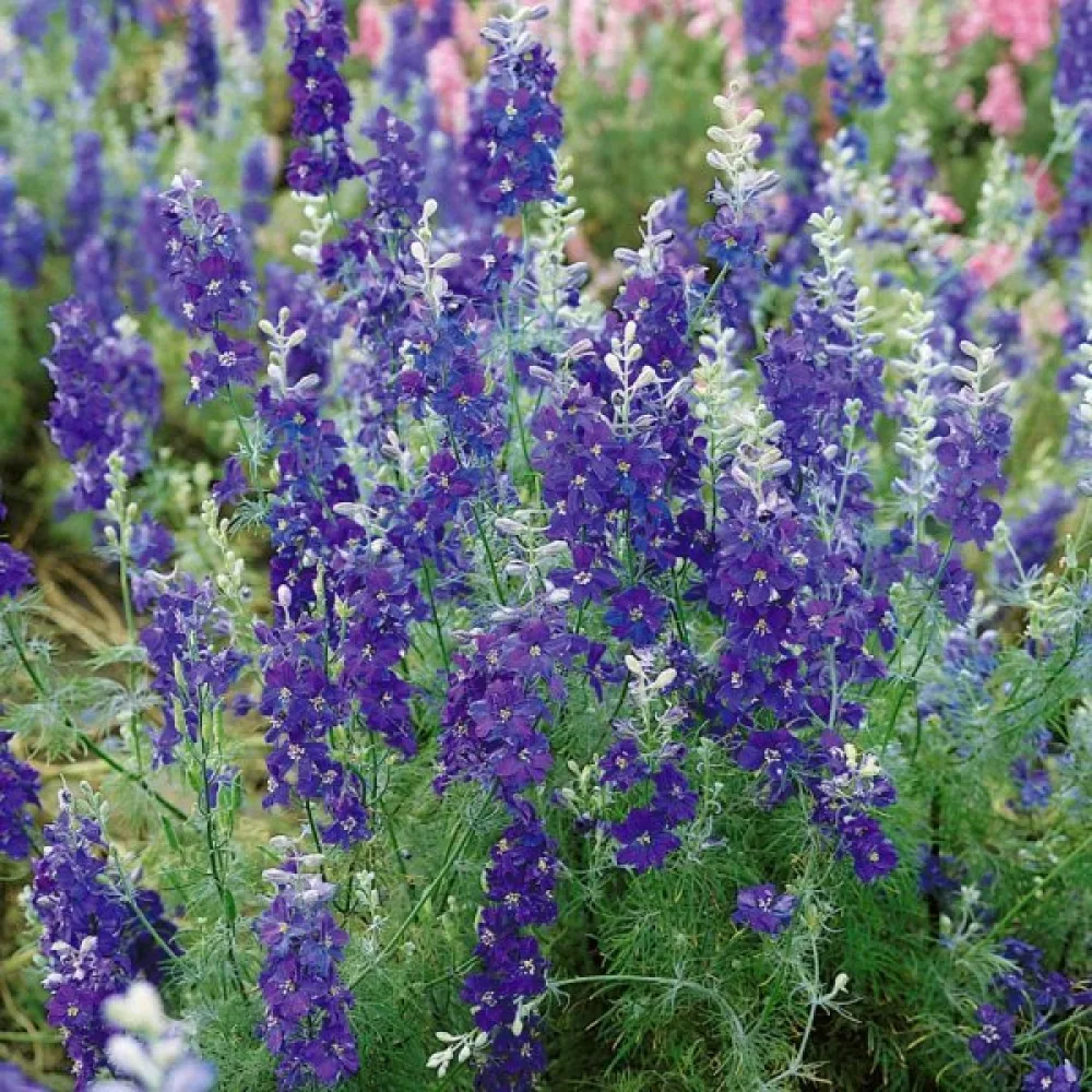 Kesäkukonkannus 'Blue Spire' – tummansininen