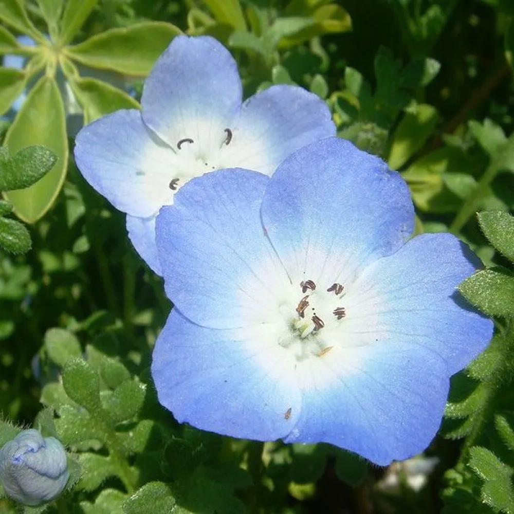 Nemophila – sininen