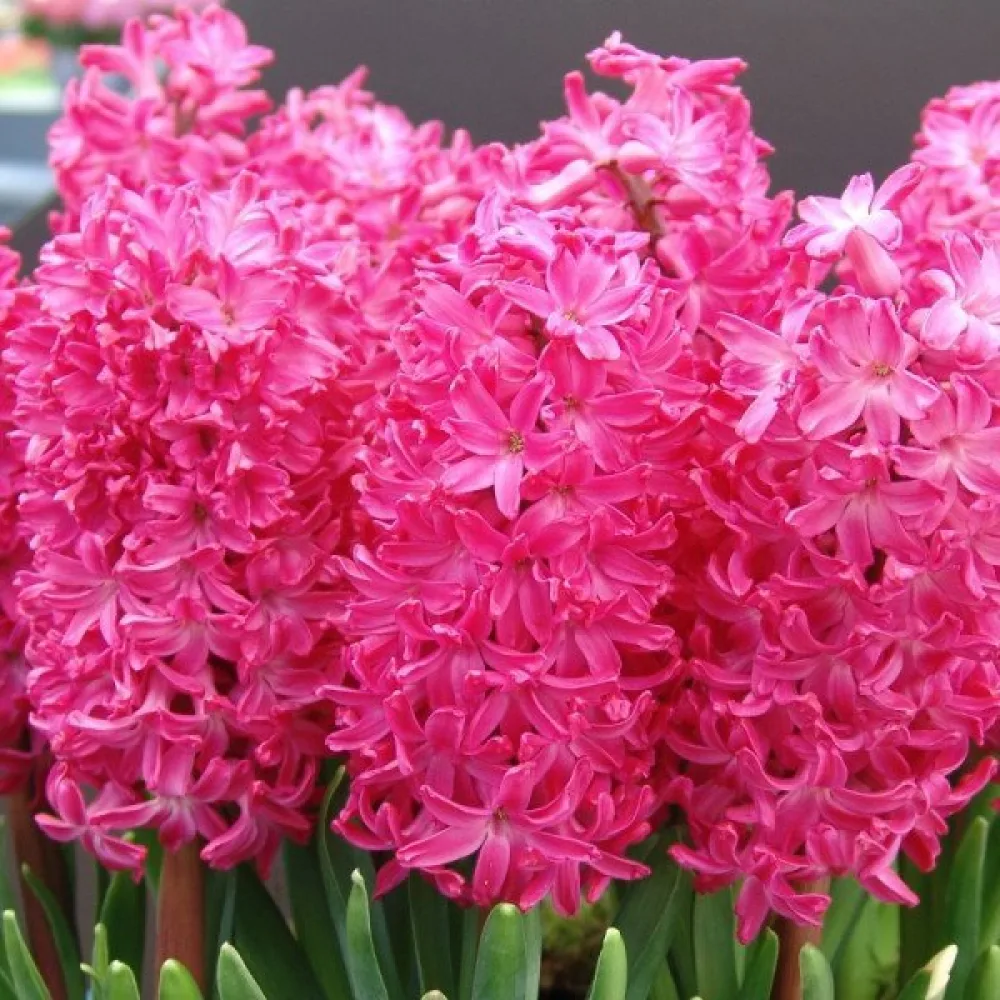 Hyasintti 'Jan Bos'