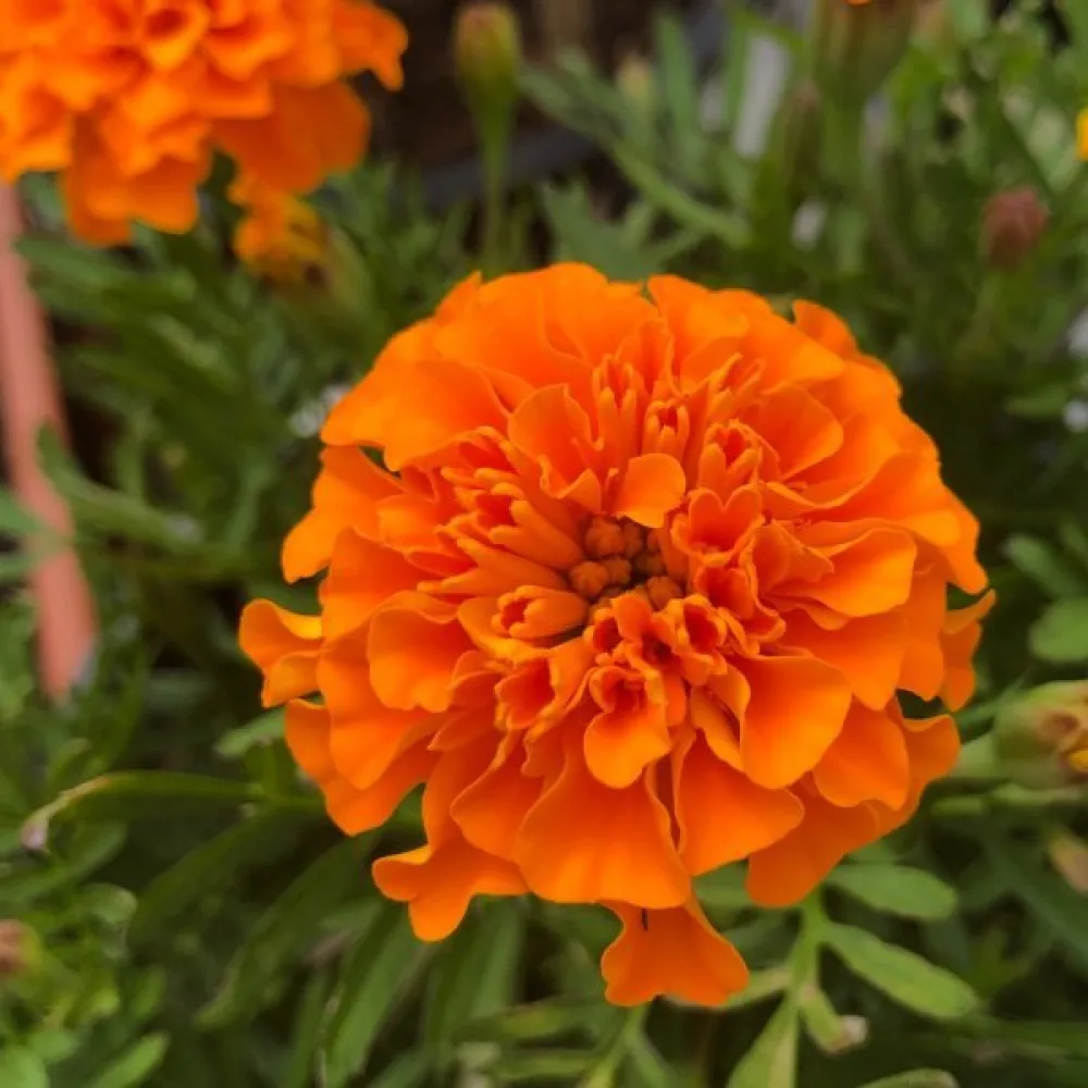Ruusukesamettikukka 'Boy Orange'