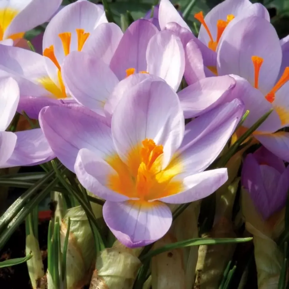 Krookus 'Firefly'