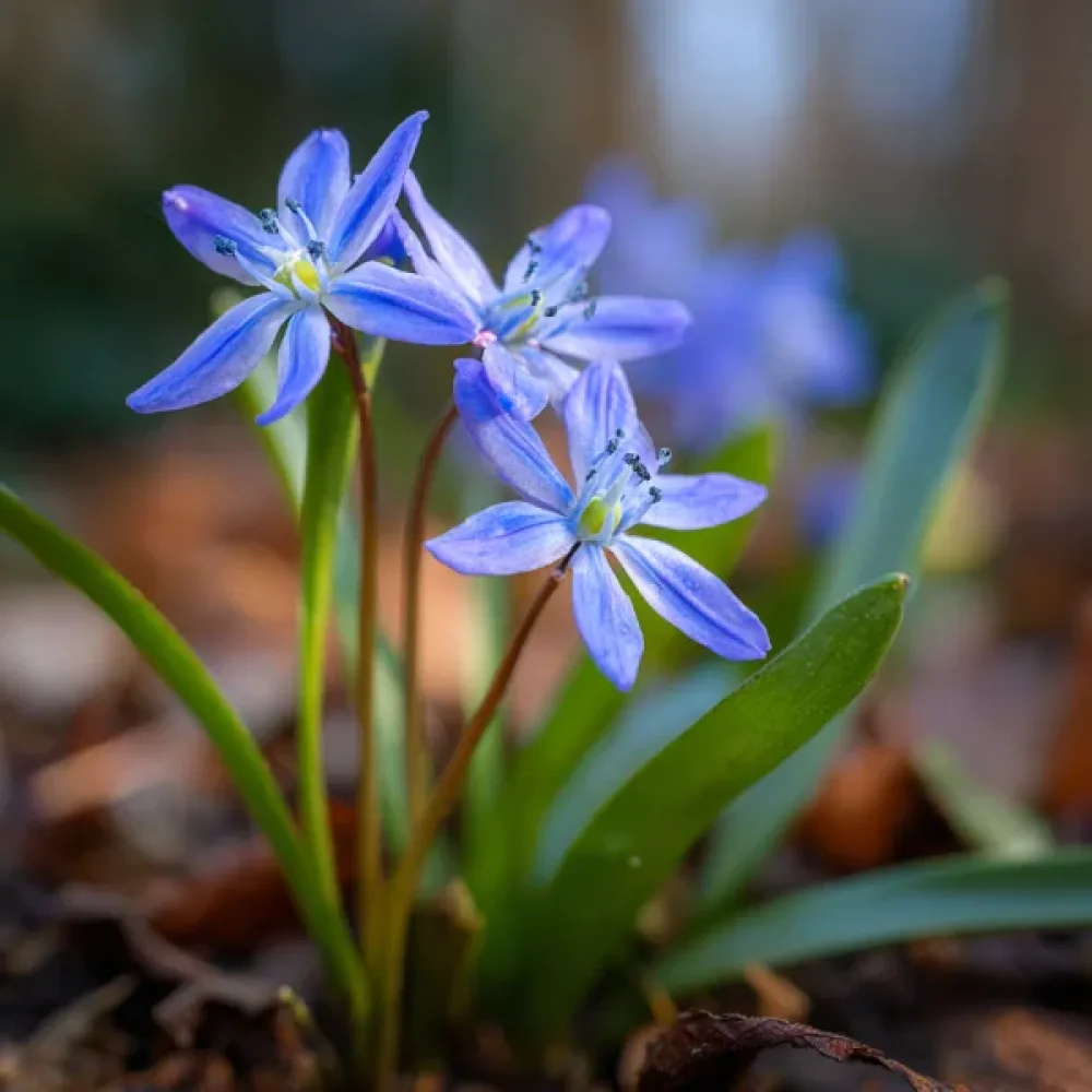 Kevätsinililja Scilla bifolia 'Blue'