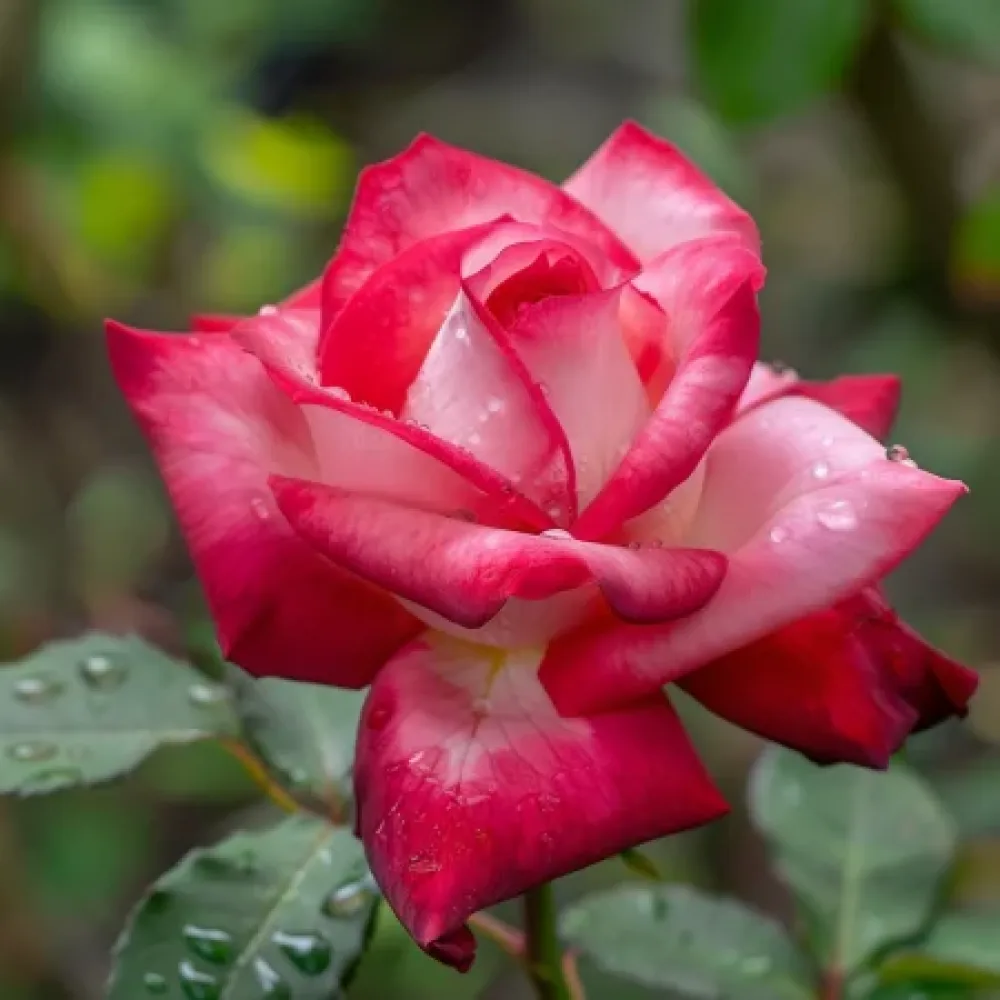 Ruusu 'Summer Melody' – paljasjuurinen
