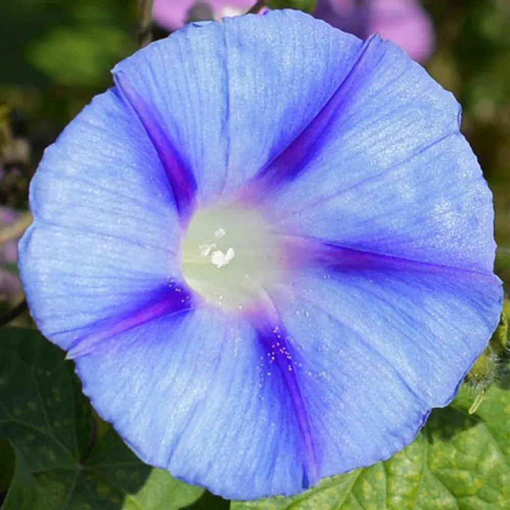 Elämänlanka 'Caprice'